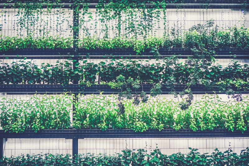 pepiniere-VILLENEUVE LOUBET-min_tree-grass-fence-plant-flower-wall-47194-pxhere.com